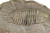 Crotalocephalus Trilobite - Jorf, Morocco #368601-2